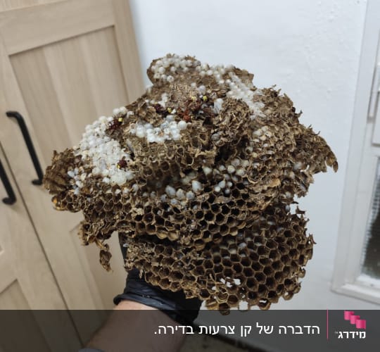 קן צרעות מוחזק ביד עם כפפה שחורה